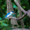 White-Collared Kingfisher