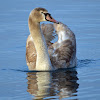 Mute swan (immature) - Cygne tuberculé - Höckerschwan