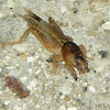 Tawny Mole Cricket (female)