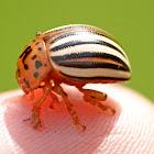 False potato beetle