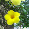 Alamanda