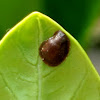 Hemispherical Scale Insect