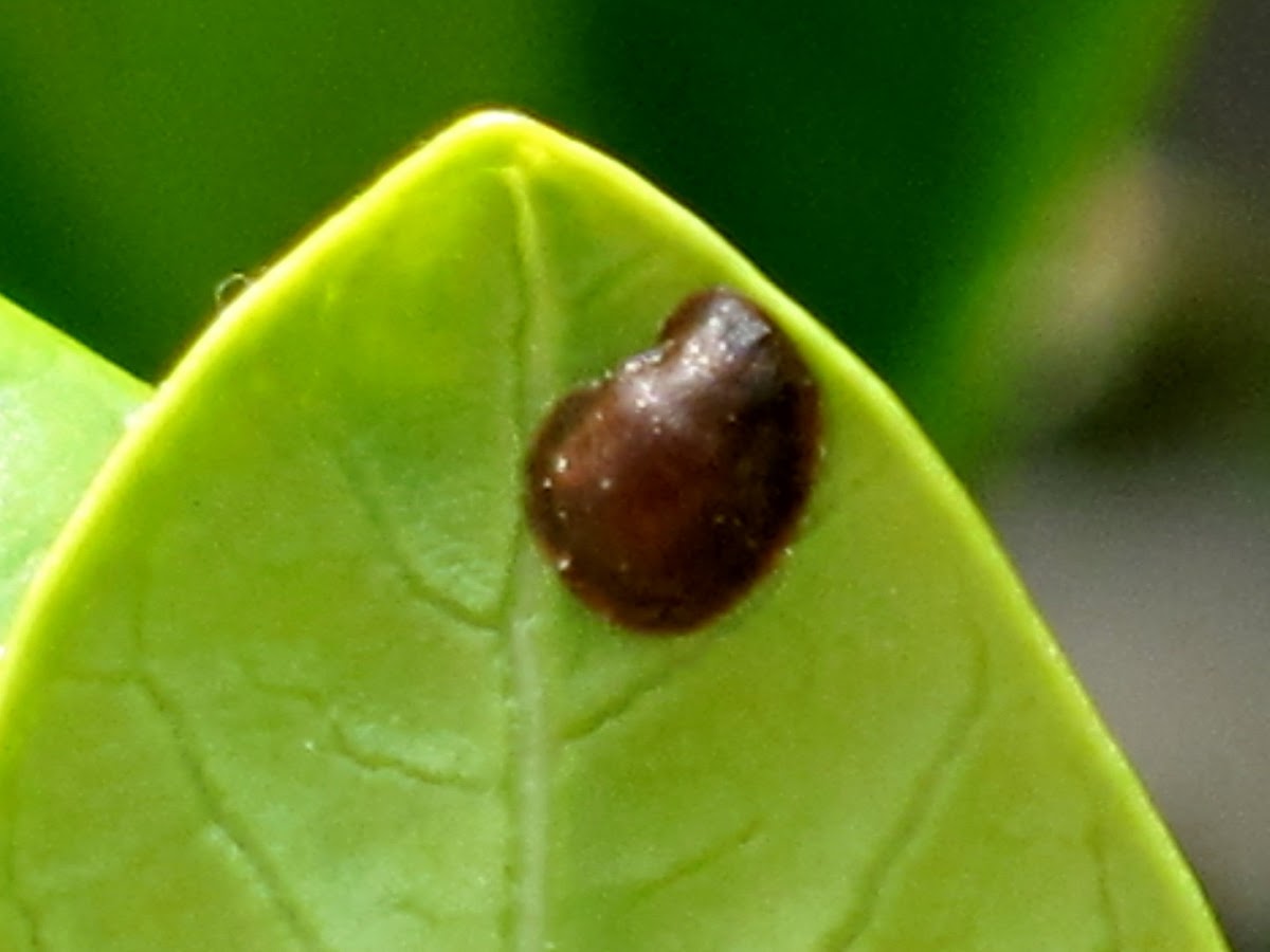 Hemispherical Scale Insect