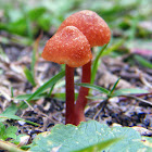 Laccaria Fungus