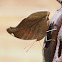 Stinky Leafwing