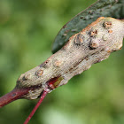 Stem gall & orange wasp larvae
