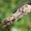 Stem gall & orange wasp larvae