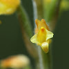 Hetaeria orchid