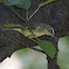 Black-throated Blue Warbler