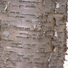 Yellow Birch