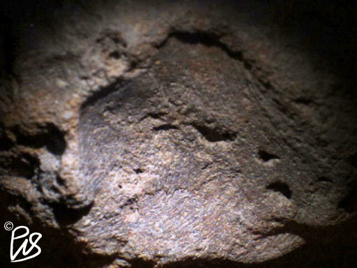 Bivalvle Fossil