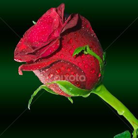 by Chandra Mouli Roy Chowdhury - Flowers Flower Buds