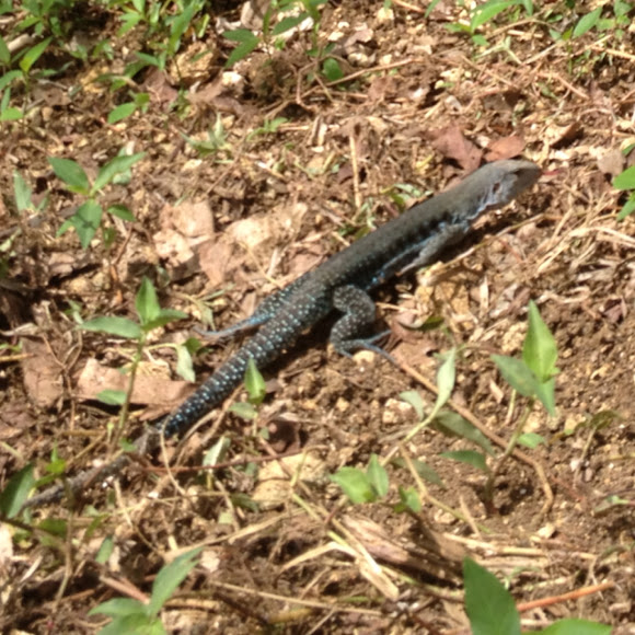 Puerto Rican Ground Lizard. Project Noah