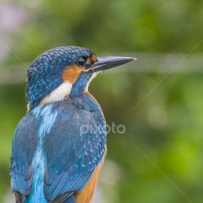 Checking.... by Federico Lenzi - Animals Birds