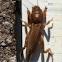 Southern Mole Cricket