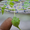 dwarf bitter gourd