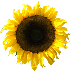 SUNFLOWER GO LOCKER THEME.apk 1