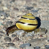 Grove Snail / Brown-lipped Snail