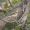 Forest Wagtail