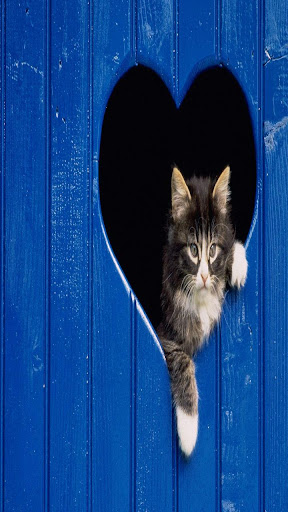 狗和猫壁纸