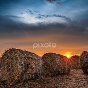 Paddy Field Sunset  by Christopher Lay - Landscapes Sunsets & Sunrises
