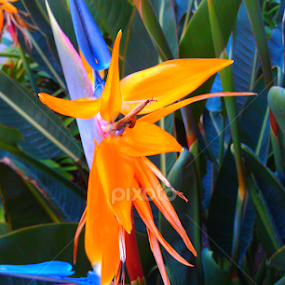 bird of paradise by Lilly Revheim - Flowers Single Flower