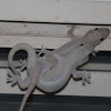 Asian House Gecko