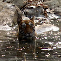 Bengal Tigress, and her cub