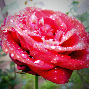 ruza by Deki Jiggy - Flowers Single Flower