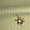 American Dog Tick