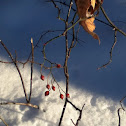 Winter berry