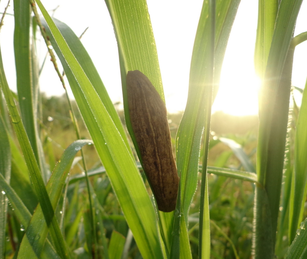 Slug