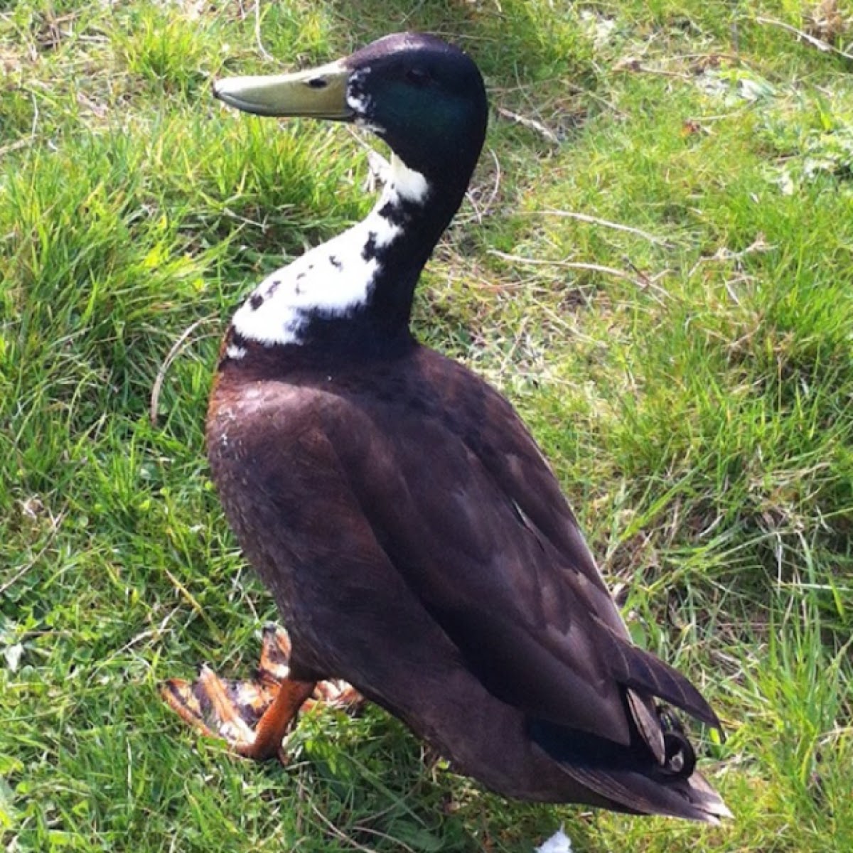 Swedish Blue Duck