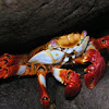 Sally light-foot crab