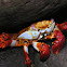 Sally light-foot crab