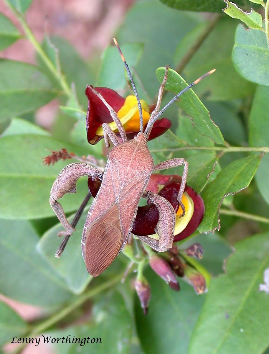 Coreidae Bug