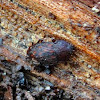 Bark Gnawing Beetle