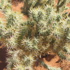 Cholla Cactus