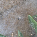 Opuntienspinne, Tropical Tent-Web Spider