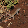 Gila spotted whiptail