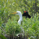 Great Egret and Red-winged Blackbird