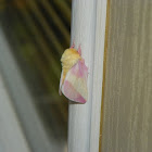 Rosy Maple Moths