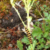 Cinnabar Moth Caterpillar