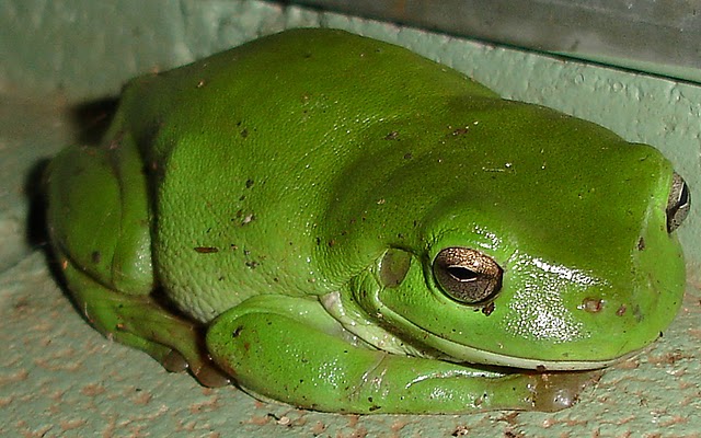 Giant Tree Frog 
