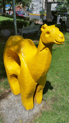 Camello En Parque Jaime Torres Bodet