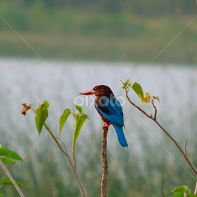 Kingfisher by Prasad Pendharkar - Animals Birds