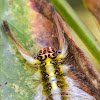 Rose Myrtle Lappet Moth Caterpillar