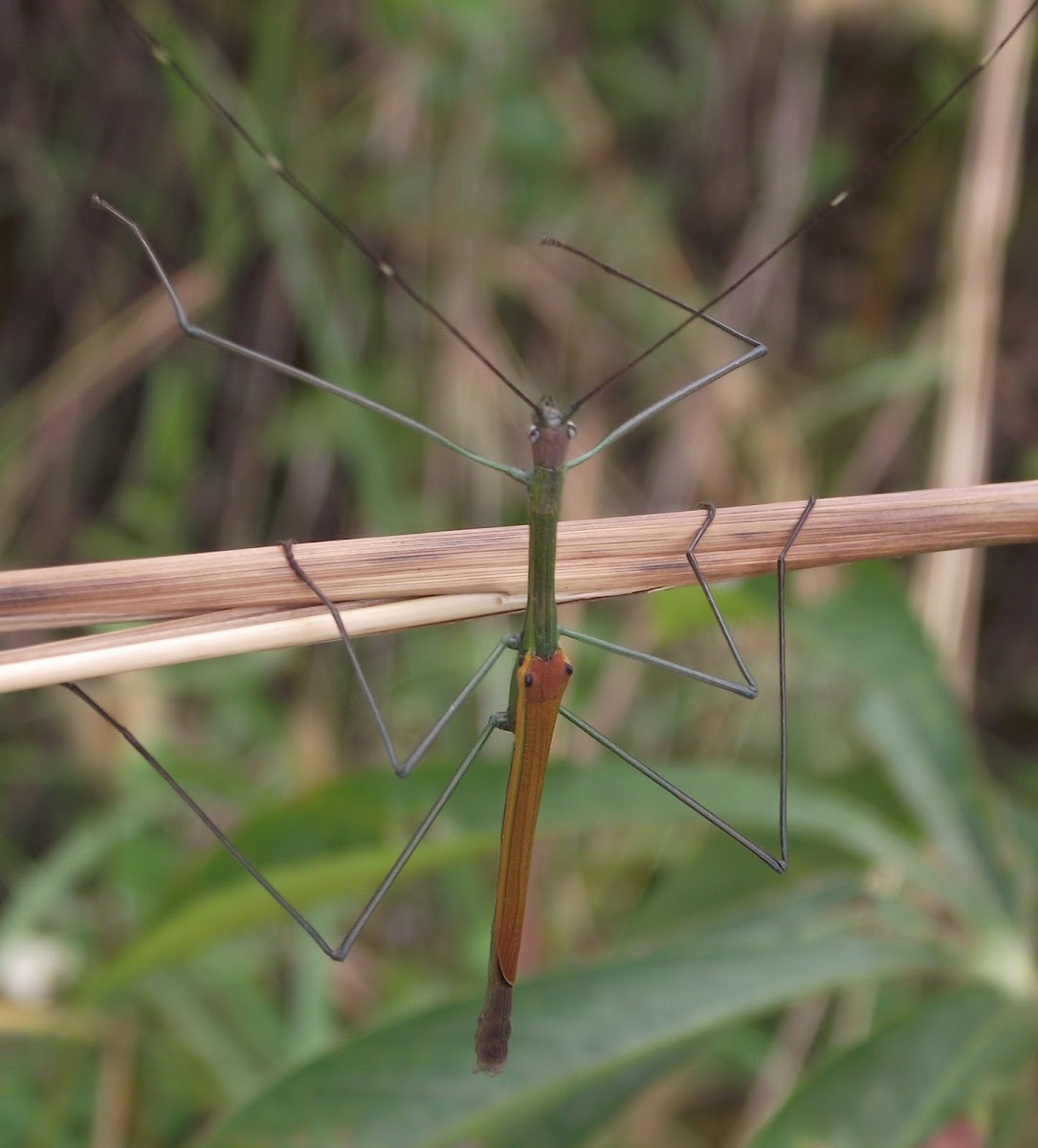 winged stick insect