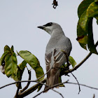 Black-faced Cuckooshrike