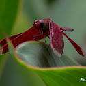 Straight-Edged Red Parasol Dragonfly